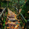 Old-Wooden-Mountain-Bridge-wp Old-Wooden-Mountain-Bridge-wp