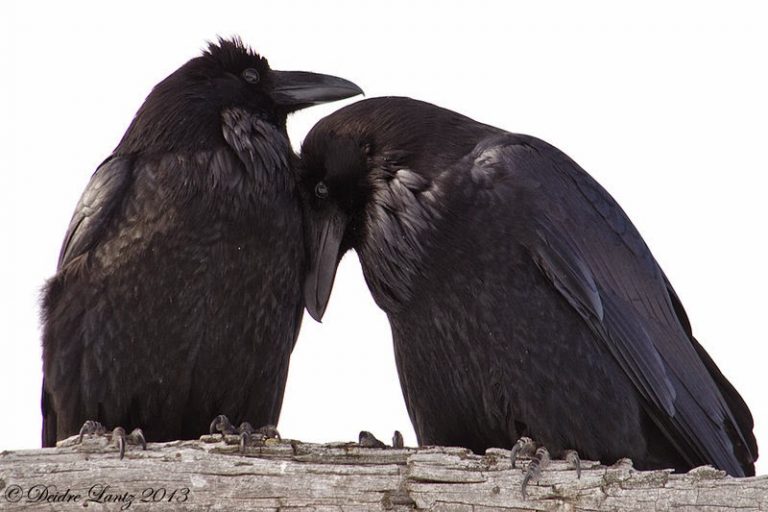 Crow of Change